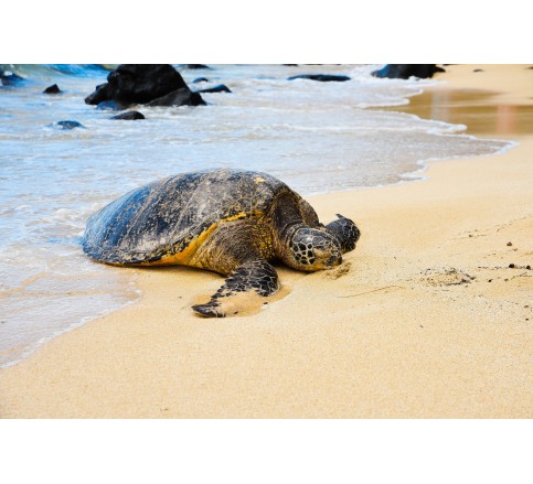 Treking Hawaii - Aloha