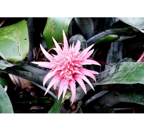 Treking Hawaii - Aloha